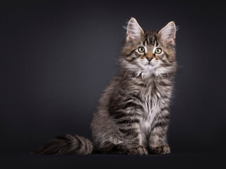 Fototapeta premium Sweet black tabby maine coon cat kitten, sitting up facing front. Looking curious towards camera with mesmerising green eyes. Isolated on a black background.
