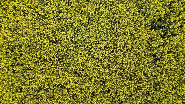 Flying up over a rapeseed field in bloom