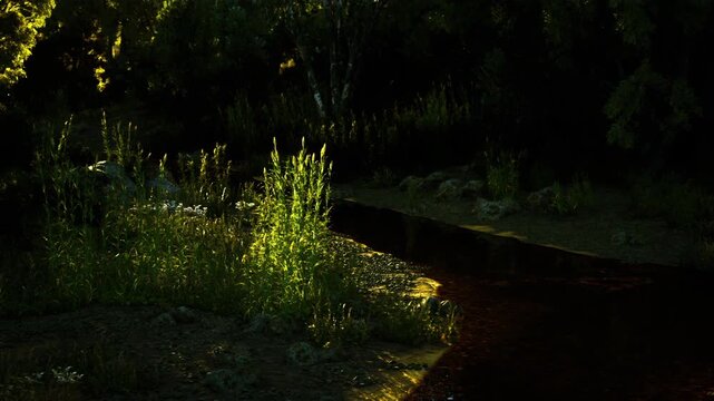 Golden rimlight on wetland grasses and bank, soft glow accentuating edges while water mirrors warm tones, intimate atmosphere suited for sustainable brand hero