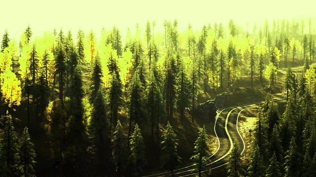 Misty pine valley with winding road norway, soft fog drifting between tall evergreens, reflective asphalt curves, low sun slicing canopy, atmospheric moody