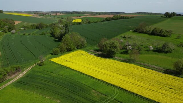 Flying along a rapeseed field in bloom