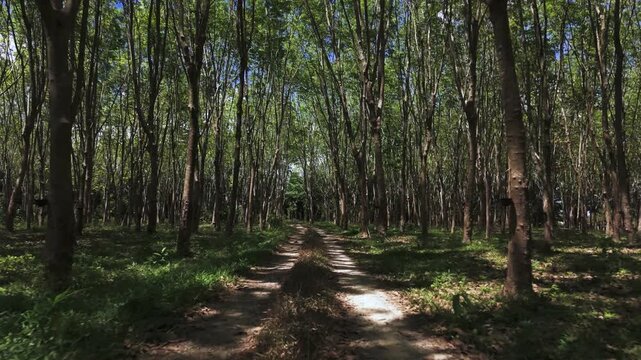 Rubber tree plantation in Thailand