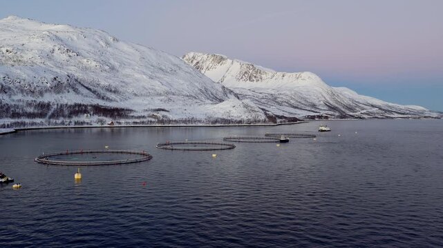 Salmon farm with round pens near snowy mountains in Norwegian fjord. Aerial