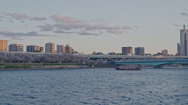 A low-angle shot of a traditional Japanese boat cruising on the Sumida River in Tokyo. Cherry blossoms in full bloom line the riverbank under a soft spring sky.