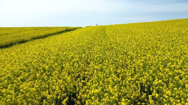 Flying over a rapeseed flied in bloom into the direction of a cross