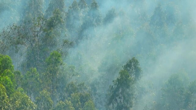 Aerial shot of eucalyptus forest fire and rising smoke haze, highlighting environmental impact, climate change, deforestation, air pollution, ecosystem vulnerability, and conservation urgency. 4k.
