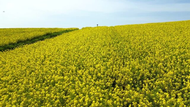 Flying over a rapeseed flied in bloom into the direction of a cross