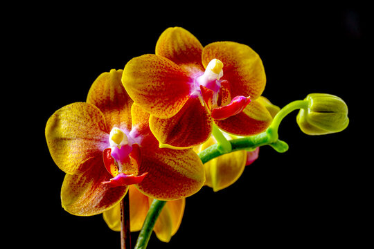 Dendrobium orchid in studio setting