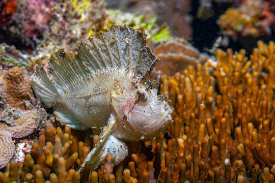 Coral reef off the coast of island in South Pacific,stonefish