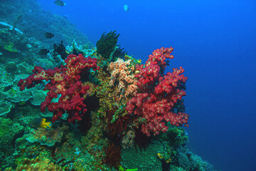Coral reef off the coast of island in South Pacific, Bali © John Anderson