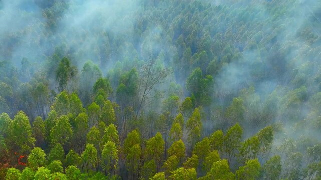 Aerial perspective of smoke drifting above burning eucalyptus forest, emphasizing wildfire impact, biodiversity loss, environmental damage, carbon release, and climate change effects. 4k.

