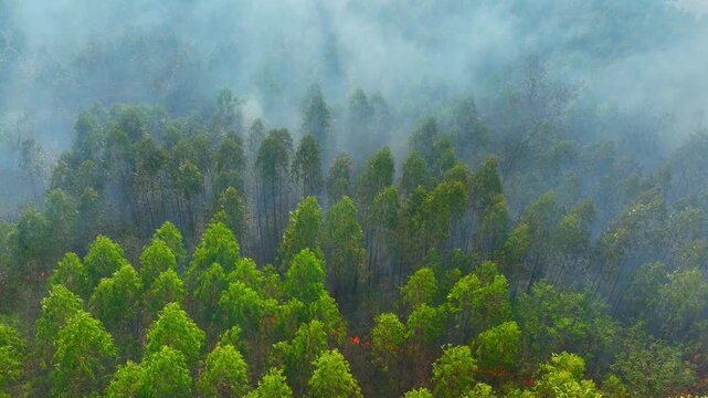 Drone aerial image of eucalyptus plantation affected by fire and smoke, representing forest degradation, climate crisis, air quality issues, ecosystem stress, and sustainability challenges. 4k.
