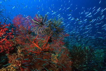 Coral reef off the coast of island in South Pacific, Bali © John Anderson