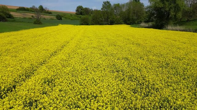 Flying low over a rapeseed field in bloom