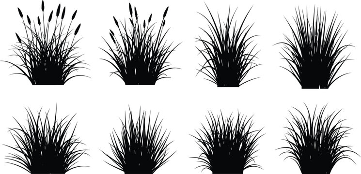 Black grass and reed silhouette set with cattail plants isolated on white background for landscape and nature design