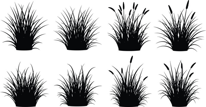 Black grass and reed silhouette collection with cattail plants isolated on white background for nature and landscape design