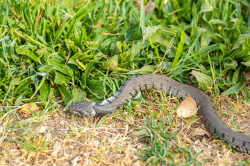 Fototapeta premium A wild grass snake moves along the edge of a dirt path bordered by green vegetation.