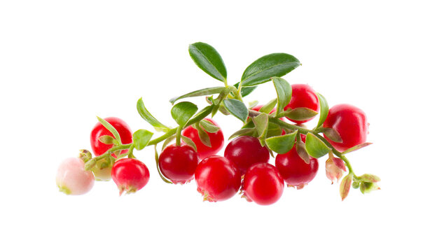 Fresh cowberry berries with leaves, isolated on white background. Ripe cranberry, cowberry, lingonberry. Clipping path.