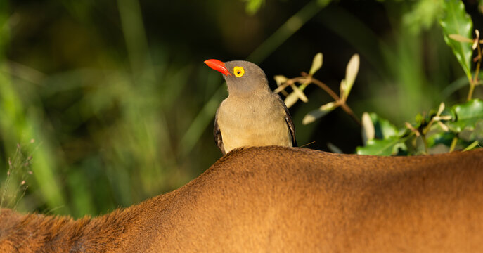 a red-billed oxpecker on an impala