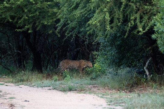 a female leopard moving in the tree line