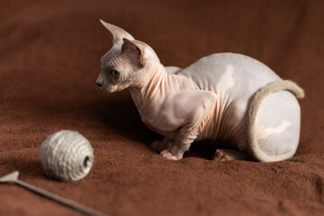 Fototapeta premium Portrait of sphynx cat with game ball