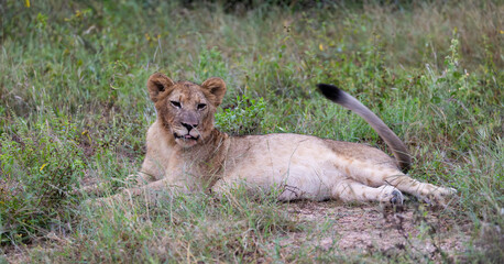 Fototapeta premium a very full lion cub