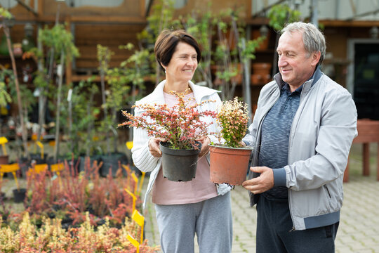 Aged man and woman customers buying young plant of berberis in plant shop