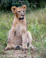 Naklejka premium a sitting young lion cub