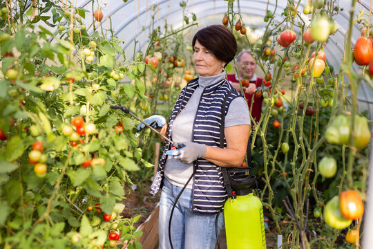 Woman working with spraying apparatus in hothouse at sunny day