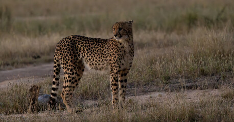 a cheetah female in low light © Jurgens