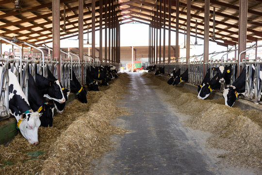 Cows feeding on hay in barn