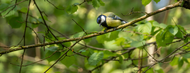 Great tit perched on a woodland branch looking downward in a green forest scene © Art Of Nature