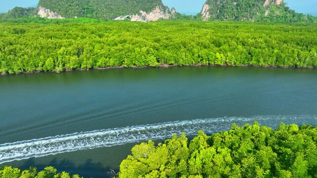 Aerial shot of dense mangrove landscape with winding river, illustrating oxygen production, carbon balance, climate resilience, and adaptation to changing weather patterns. Thailand. 4k.
