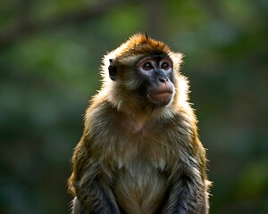 Obraz premium Crab-eating macaque looking up with golden backlighting in the forest