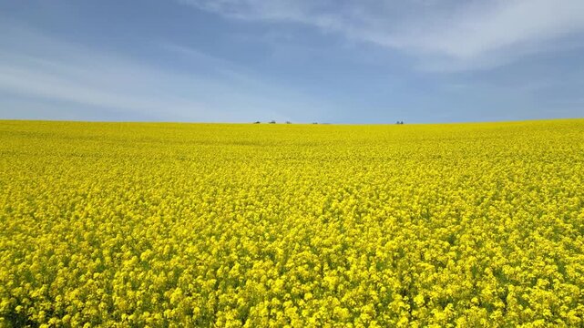 Flying low over a rapeseed field in bloom
