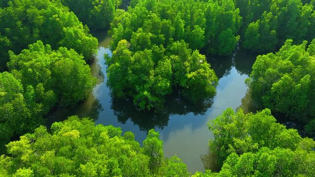 A drone capture of mangrove forest and river, symbolizing biodiversity, carbon cycles, climate change mitigation, sustainable ecosystems, and environmental preservation. Thailand. 4k.
