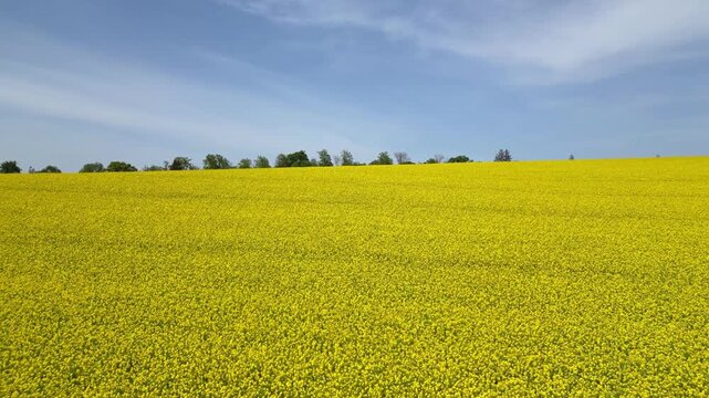 Flying low over a rapeseed field in bloom