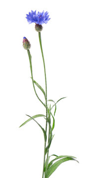 Blue Cornflower isolated on white background. Centaurea cyanus or bachelor's button flowers.