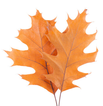 Oak leaf isolated on white background. Yellow autumn oak leaves. Clipping path. Top view.
