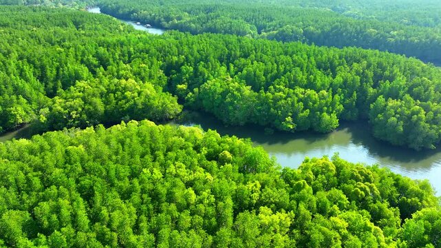 Aerial view of vibrant mangroves and water pathways, highlighting environmental sustainability, climate balance, carbon absorption, and protection from storms and extreme weather. Thailand. 4k.
