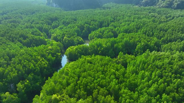 Drone aerial perspective of river flowing through mangrove ecosystem, representing natural carbon sinks, oxygen supply, climate regulation, sustainability, and ecosystem services. Thailand. 4k.
