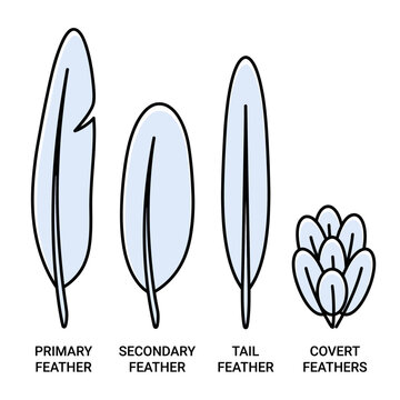 Distinct morphological characteristics of various bird feather types, including primary, secondary, tail, and covert feathers, essential for understanding avian flight and anatomy