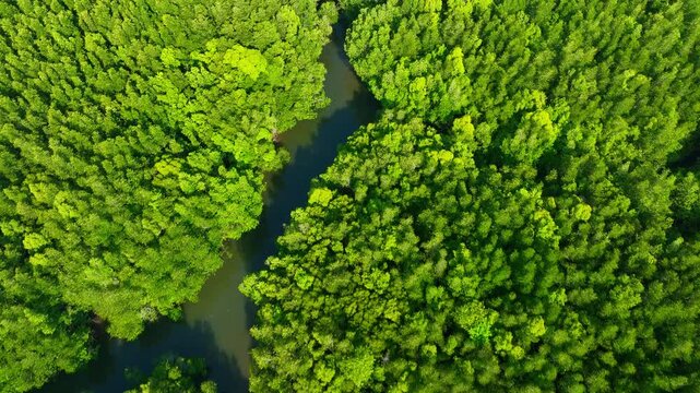 Aerial view of mangrove forest surrounding calm waterways, reflecting global warming mitigation, oxygen generation, ecological stability, and sustainable environmental management. Thailand. 4k.
