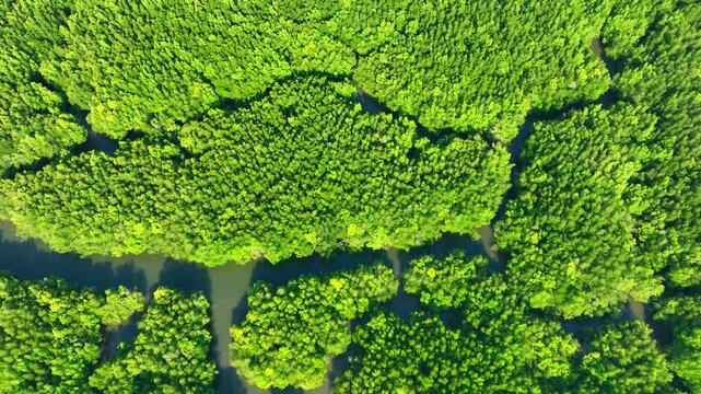 A drone shot of lush mangroves and river channels, symbolizing carbon storage, biodiversity protection, climate adaptation, and defense against extreme weather and rising temperatures. Thailand. 4k.
