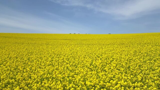 Flying low over a rapeseed field in bloom