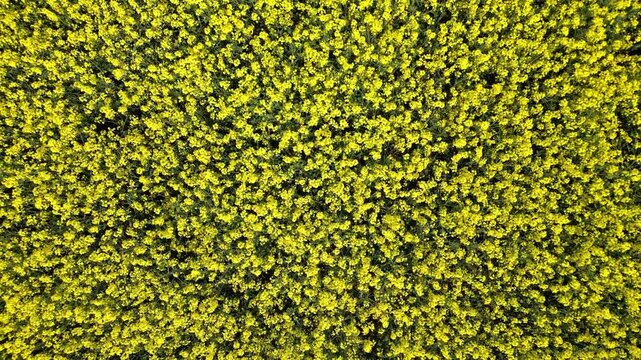 Flying up over a rapeseed field in bloom