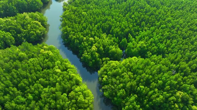Aerial drone view of a winding river through dense mangrove forest, highlighting carbon sequestration, oxygen production, climate change resilience, and sustainable ecosystem balance. Thailand. 4k.
