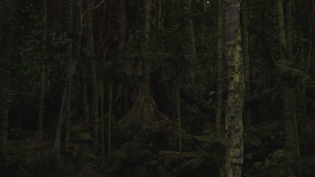 Research site around ancient tree base, wide buttress roots and mossy ground suggest longterm ecological study, sampling markers and subtle footpath imply
