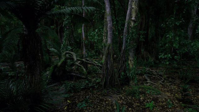 Shadowed understory with tangled roots, fallen logs, dense ferns, low light, moist soil, moody atmosphere, useful for thriller and conservation use