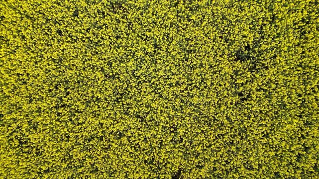 Flying up over a rapeseed field in bloom